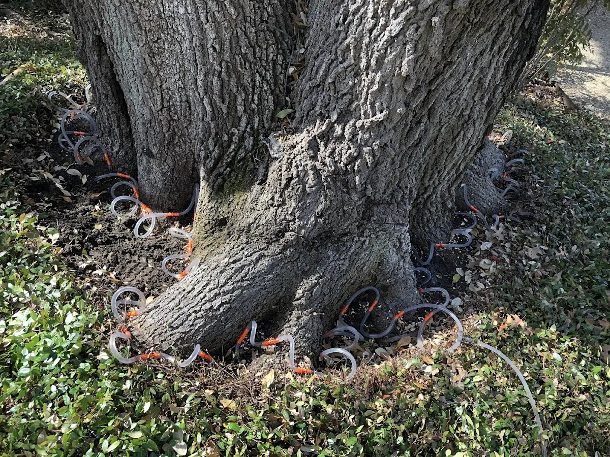 Detailed Tree Cabling and Bracing job site in Umatilla